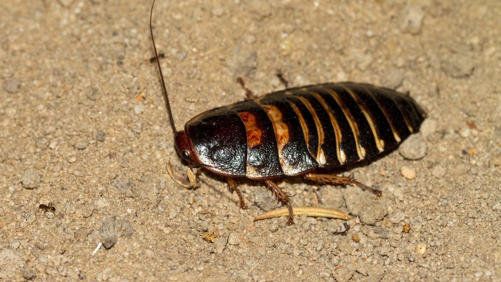 How Many Legs Does a Hissing Cockroach Have