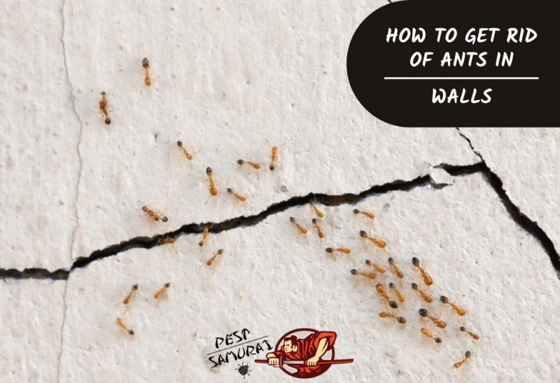 How to Get Rid of Ants in Walls