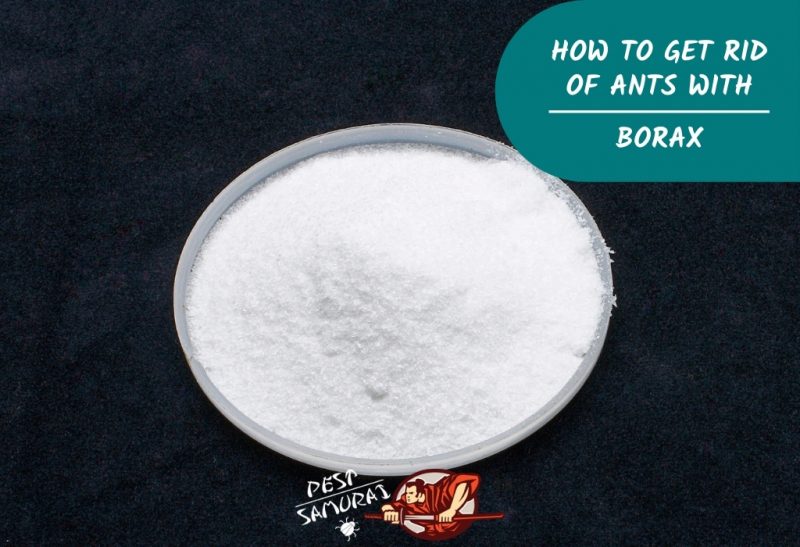 How to Get Rid of Ants with Borax
