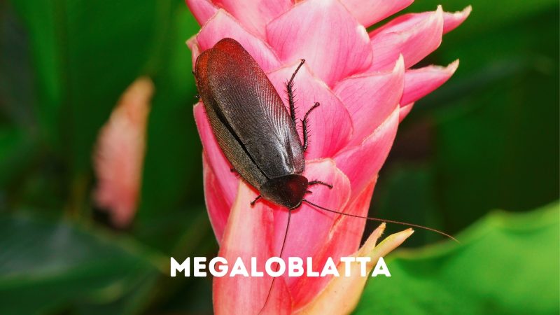 Megaloblatta cockroach