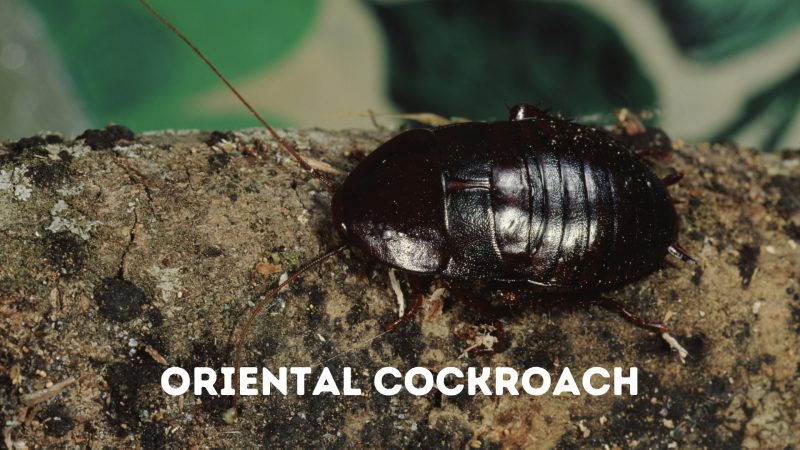 Oriental cockroach