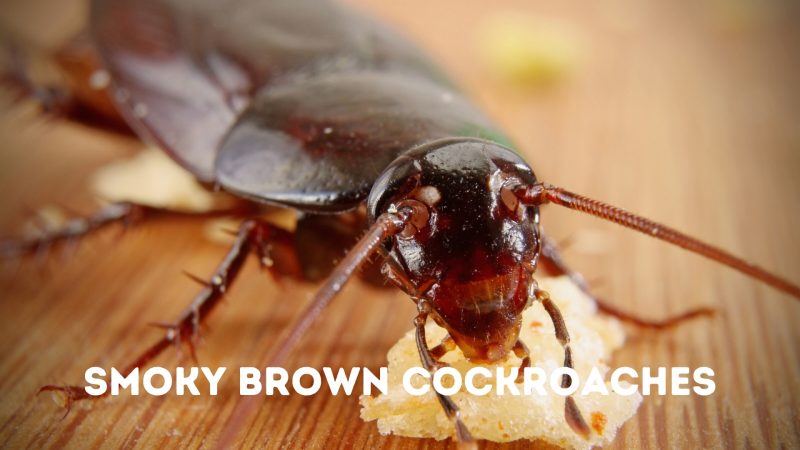 Smoky Brown Cockroaches