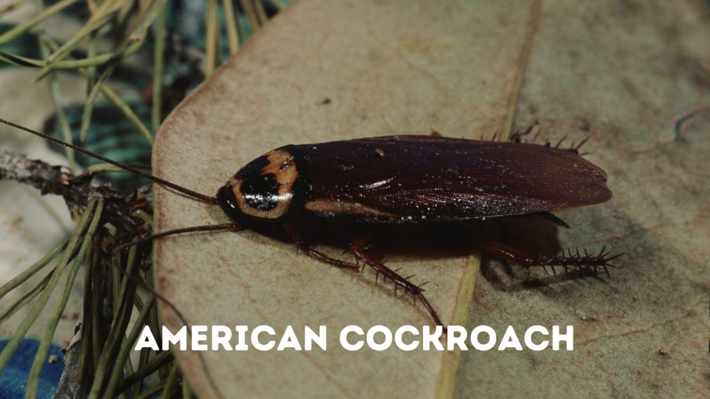 The American cockroaches