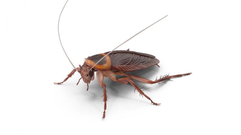 What Does a Flying Cockroach Look Like