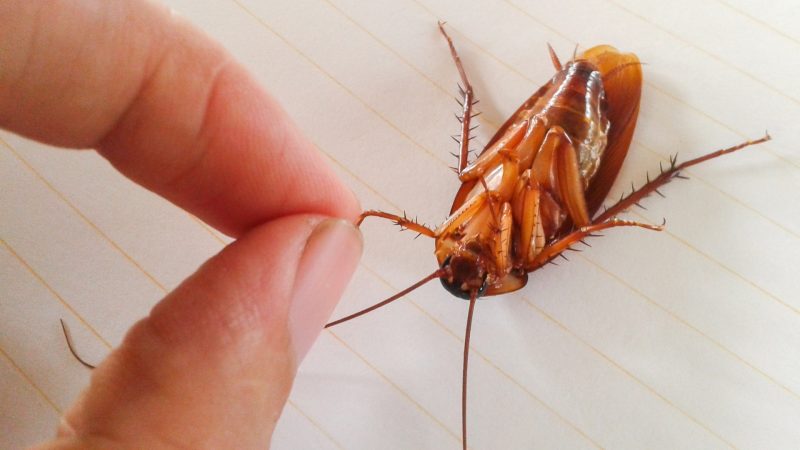 Are Cockroach Bites Dangerous