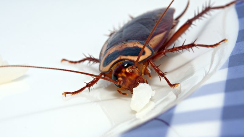 Cockroach Bite