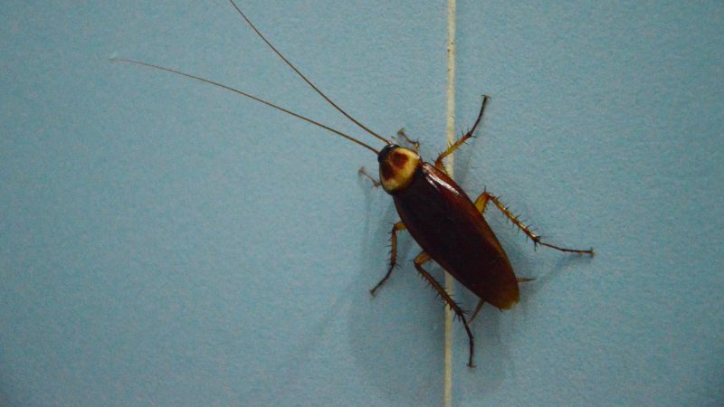 Do Cockroaches Make Noise In Walls