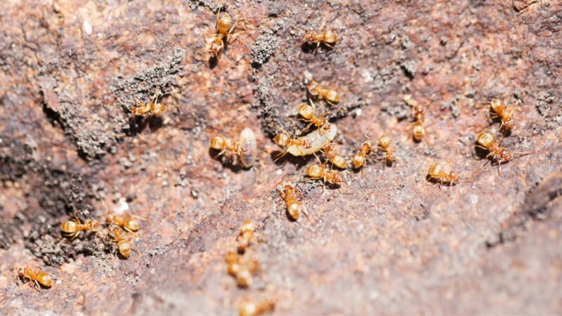 Grease Ants