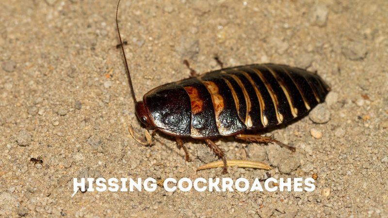 Hissing Cockroaches