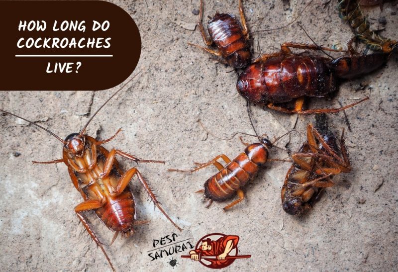 How Long Do Cockroaches Live