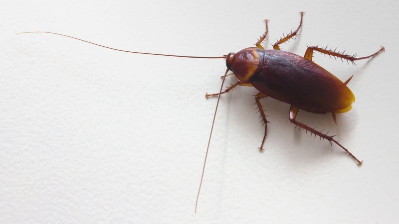 How Long Have Cockroaches Lived on Earth