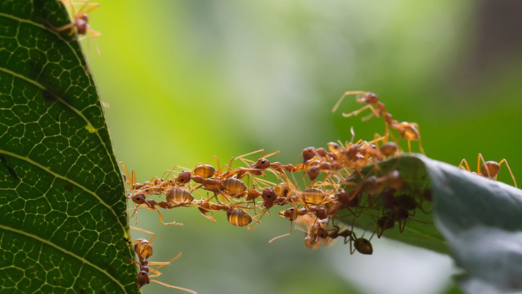 Plants That Repel Ants