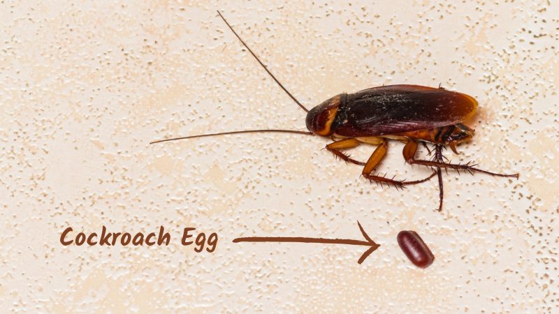 What Do Cockroach Eggs Look Like