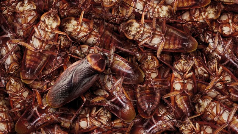 What Does a Cockroach Nest Look Like