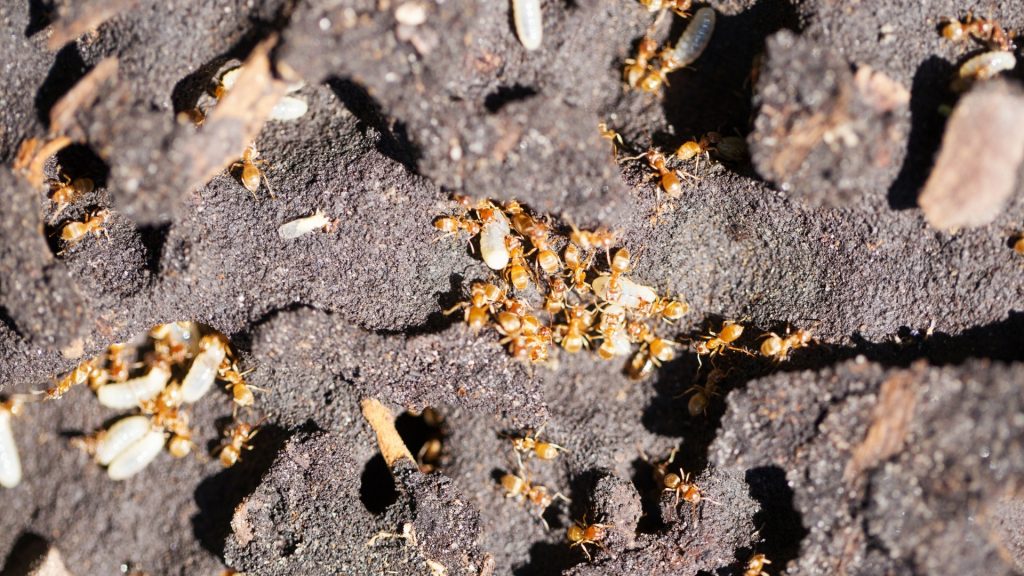 Che aspetto ha una formica grassa