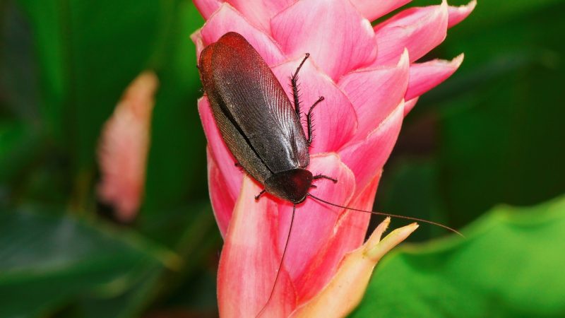 What Does a Large Cockroach Look Like