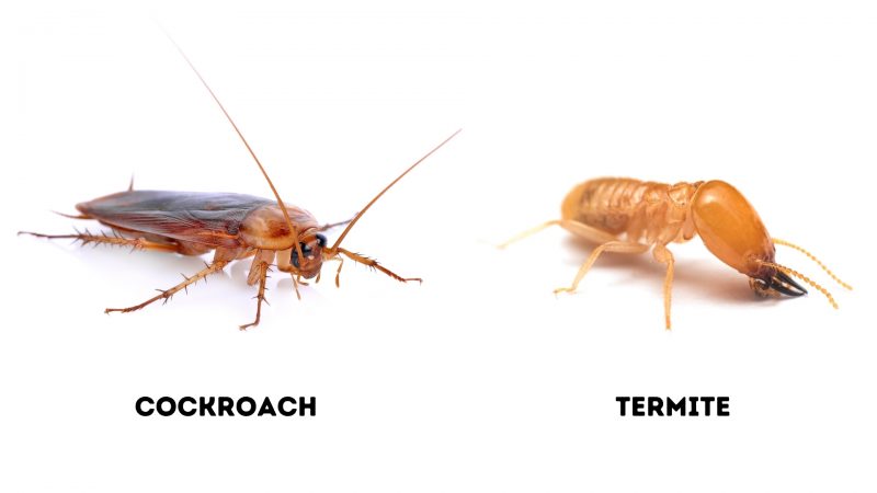 Cockroaches and termites