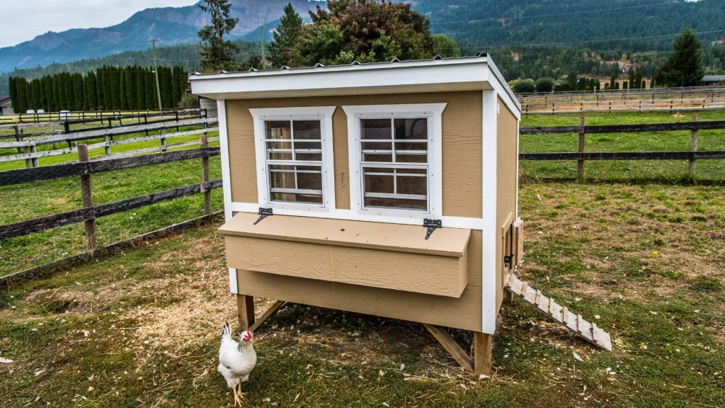 Do Chicken Coops Attract Cockroaches