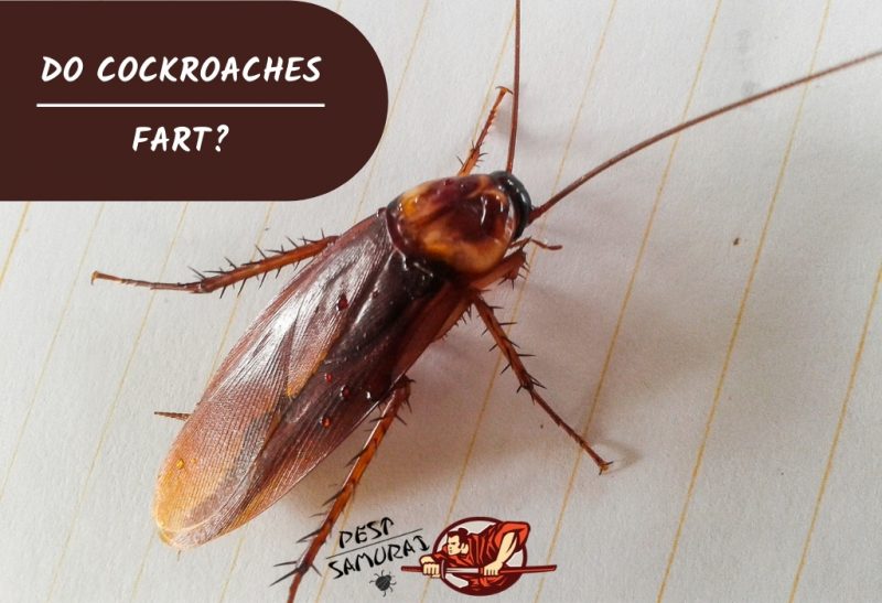 Do Cockroaches Fart