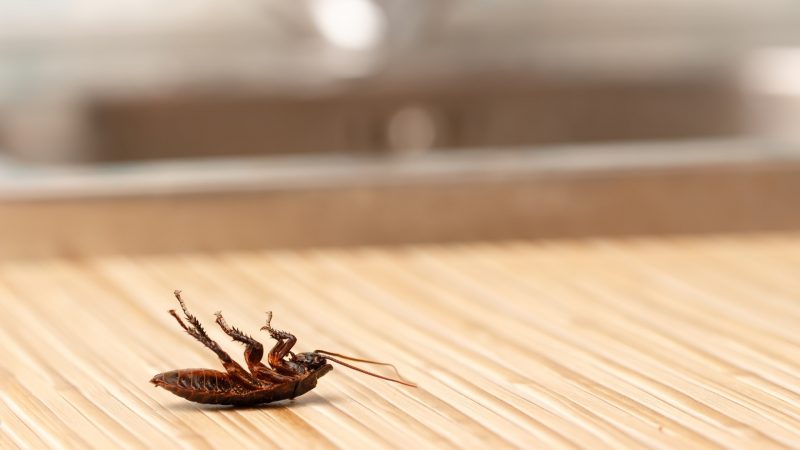 Do Cockroaches Live in the Kitchen