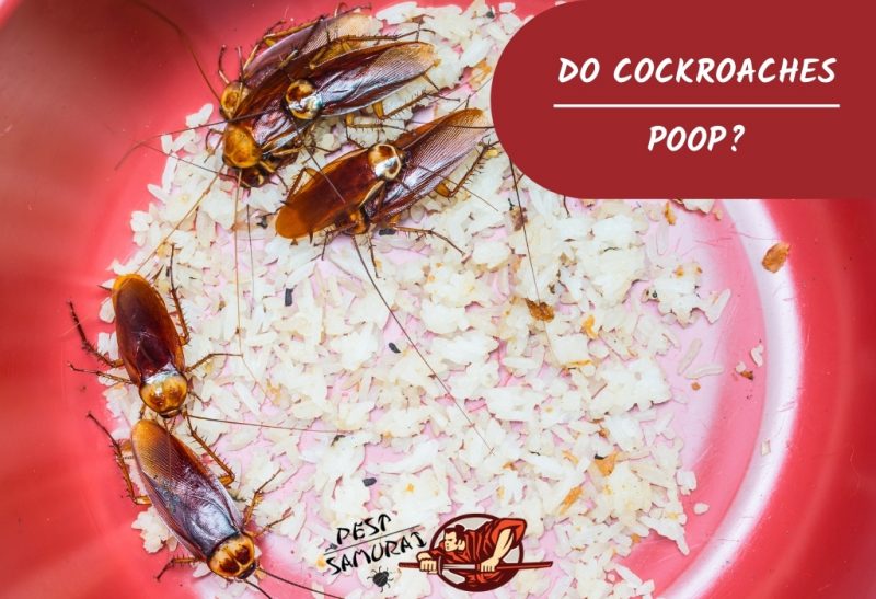 Do Cockroaches Poop
