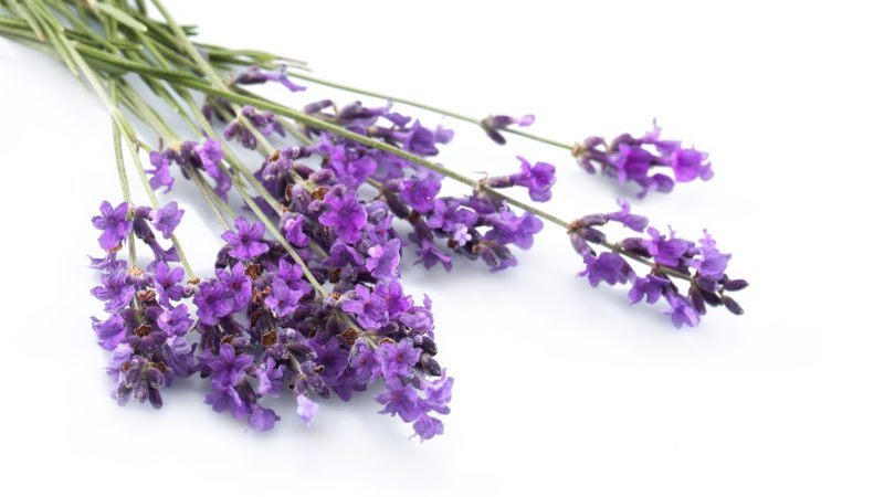 Does Lavender Attract Cockroaches
