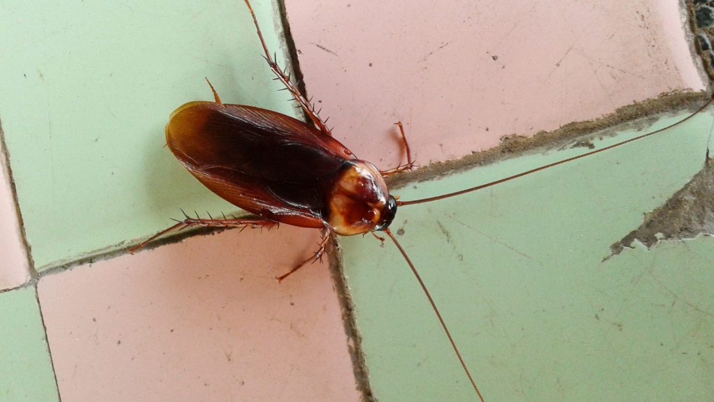 How Big Is Cockroach Poop