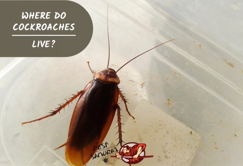 Where Do Cockroaches Live