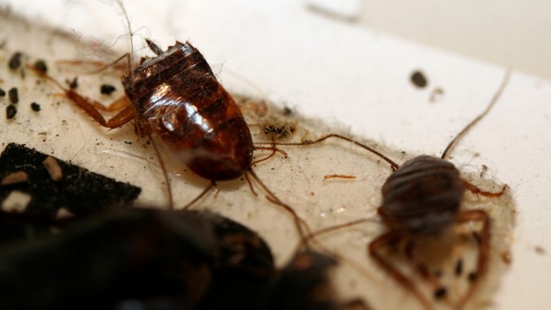 Why Do Cockroaches Poop