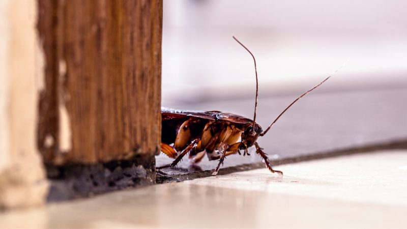 Can American Cockroaches Infest Your Home