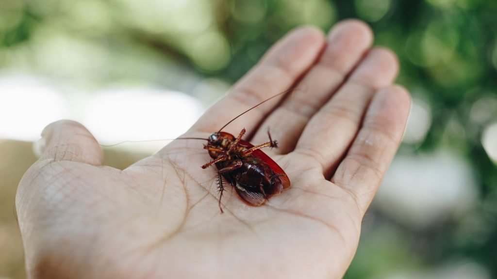 Cockroaches' Eggs and Human Body