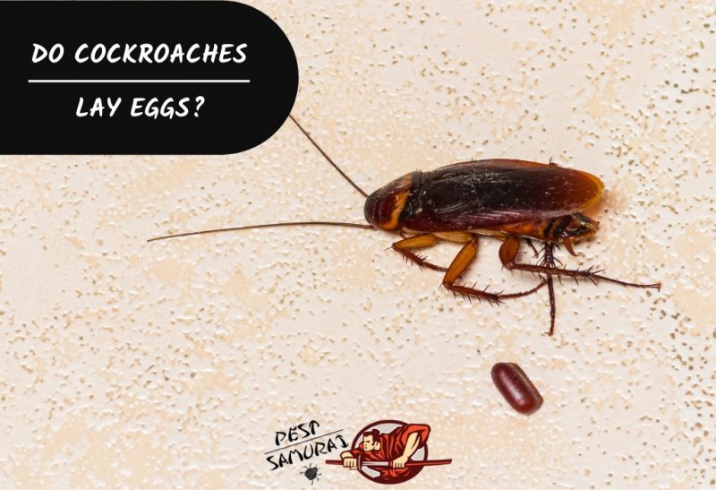 Do Cockroaches Lay Eggs