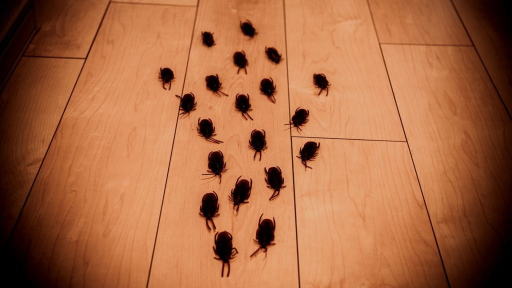 Do Cockroaches Sleep? Information and Facts Pest Samurai