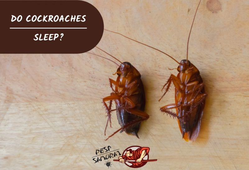 Do Cockroaches Sleep