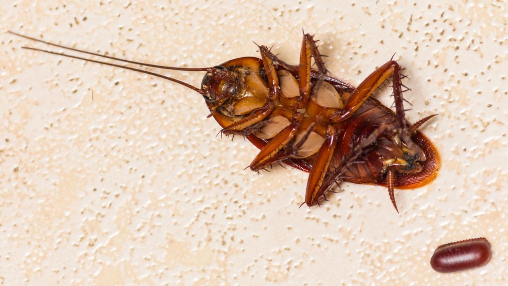 How Do Cockroaches Lay Eggs