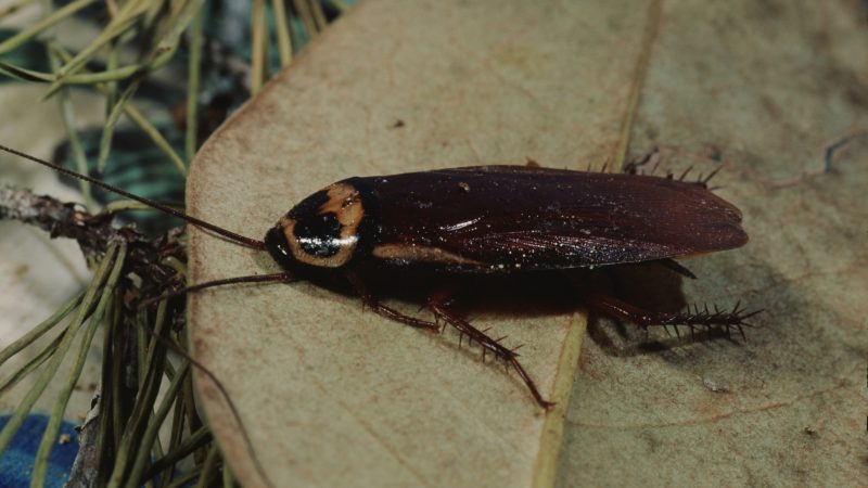 How to Get Rid of American Cockroaches Outside