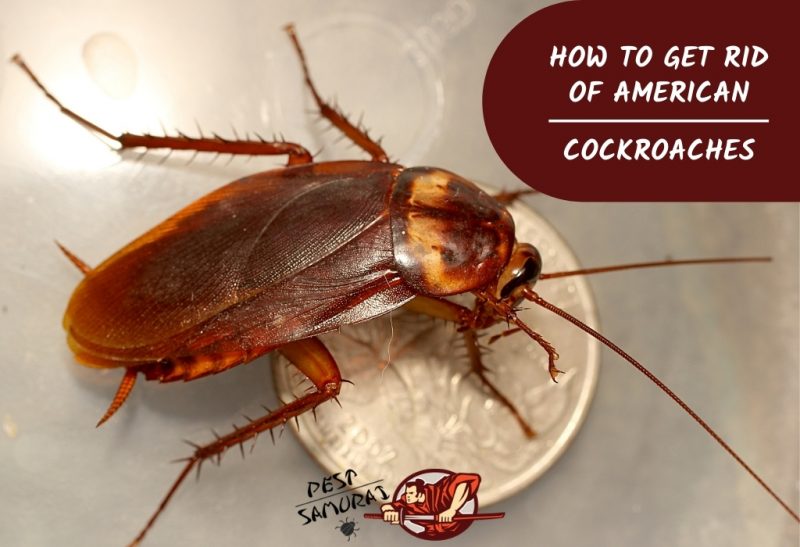 How to Get Rid of American Cockroaches