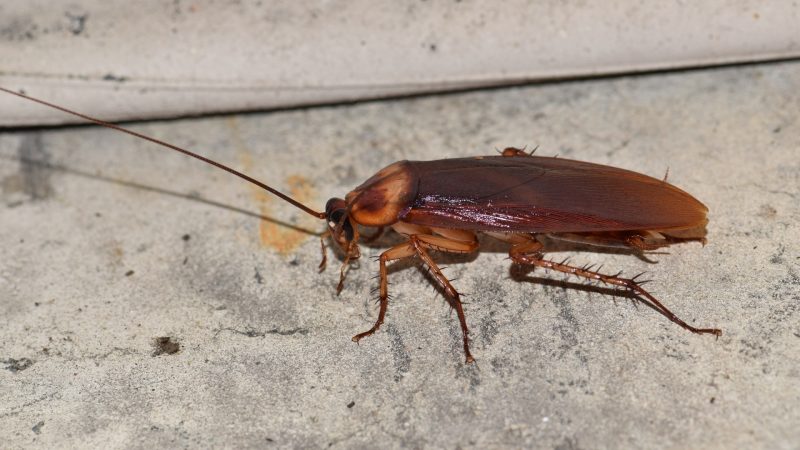 Where Do American Cockroaches Live