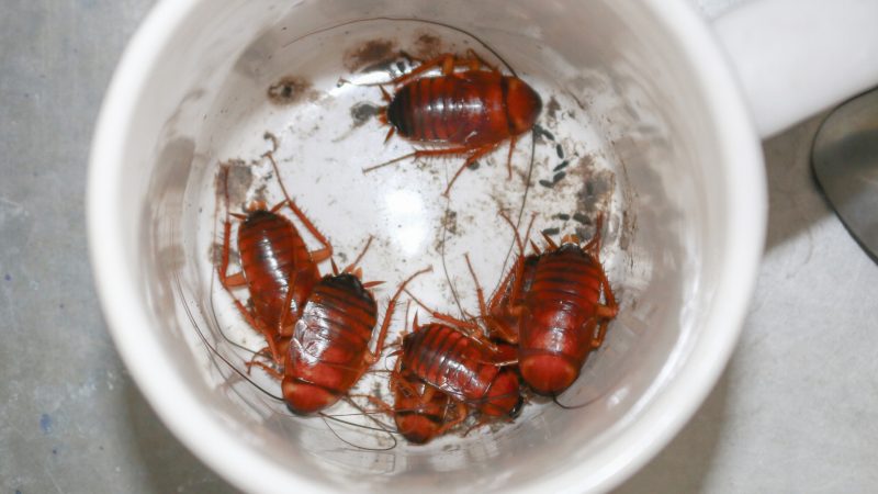 Baby Cockroach Size