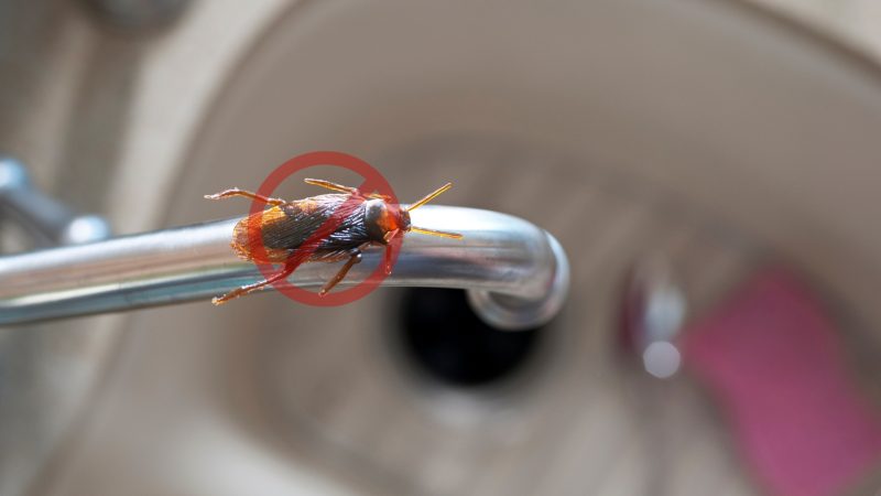 Cockroach Prevention in Kitchen