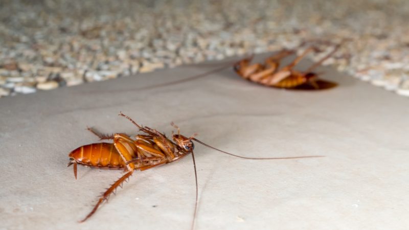 Cockroaches in Kitchen