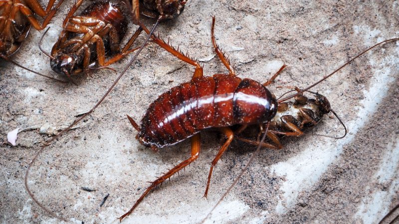 Do Baby Cockroaches Have Wings