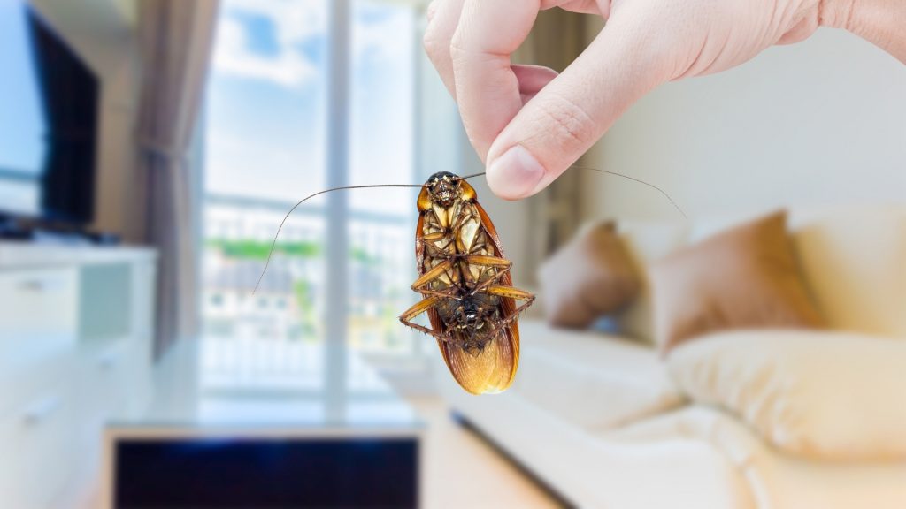 Roaches In Apartment Law