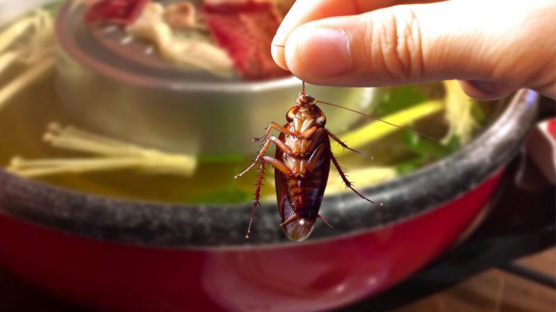 How to Get Rid of Baby Cockroach in Food