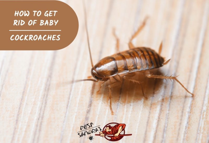 How to Get Rid of Baby Cockroaches