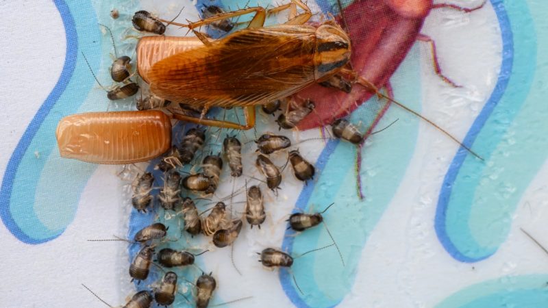How to Get Rid of Cockroach Eggs.