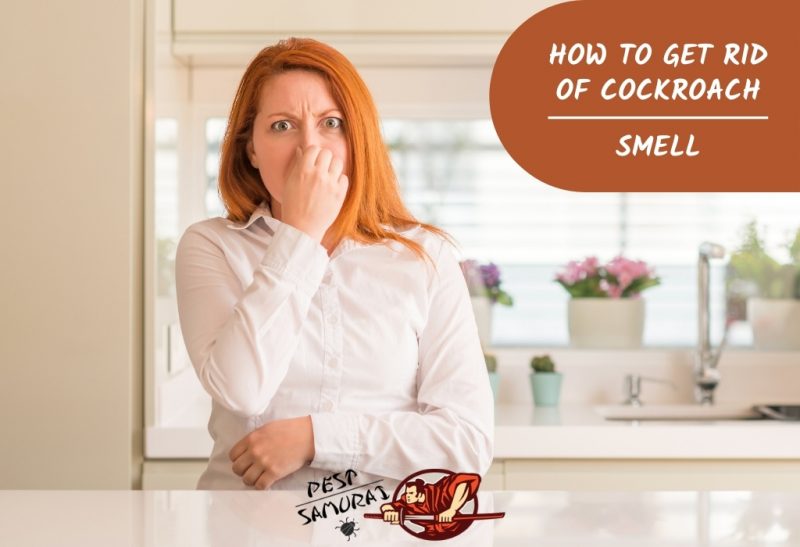How to Get Rid of Cockroach Smell
