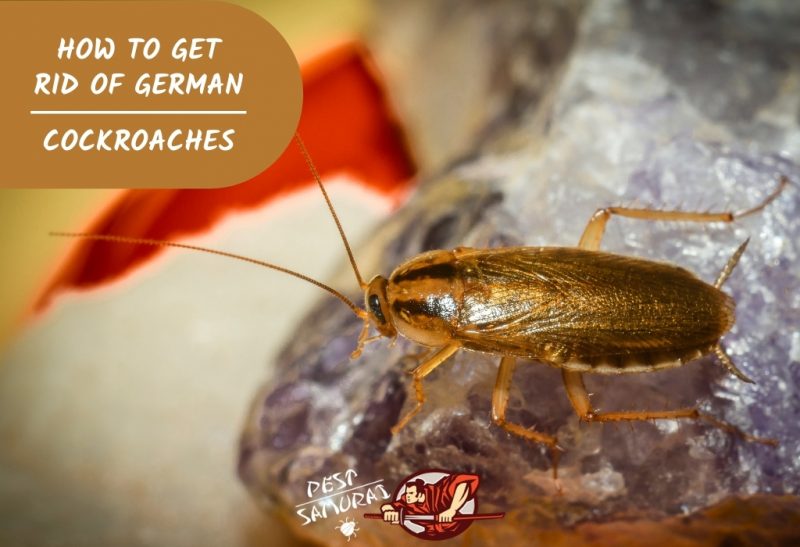 How To Get Rid Of German Roaches