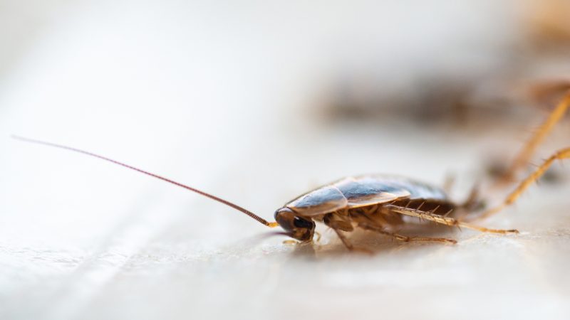 What Causes Cockroaches in Apartments