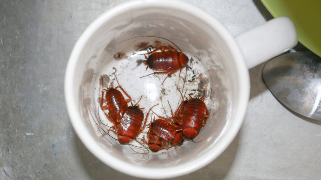 What Color Are Baby Cockroaches